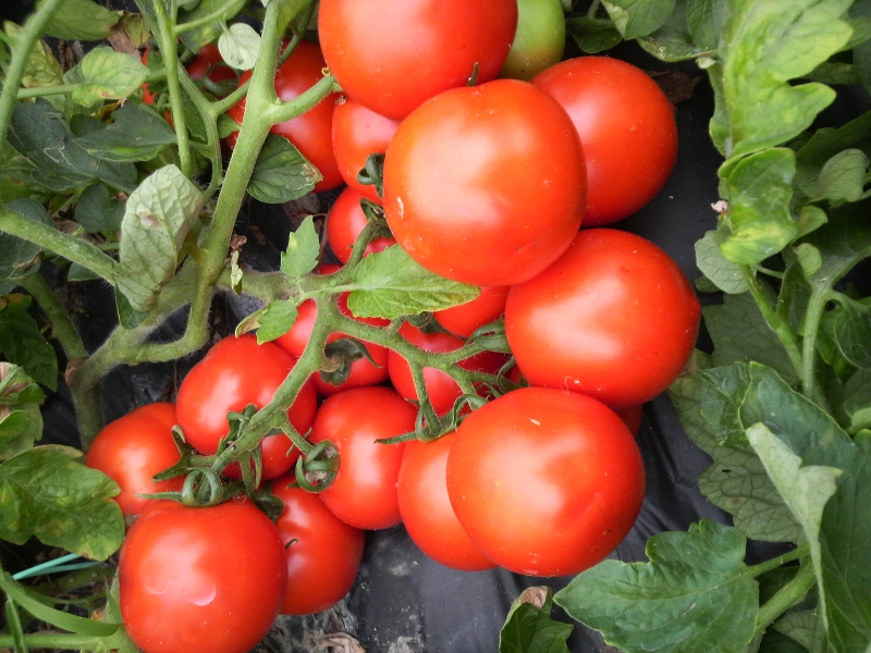 栽培方法の違い トマトの教室 トマトおじさんの笑顔日記 コーミ