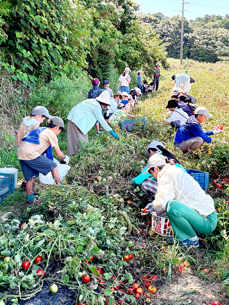 加工用トマトを収穫する人たち