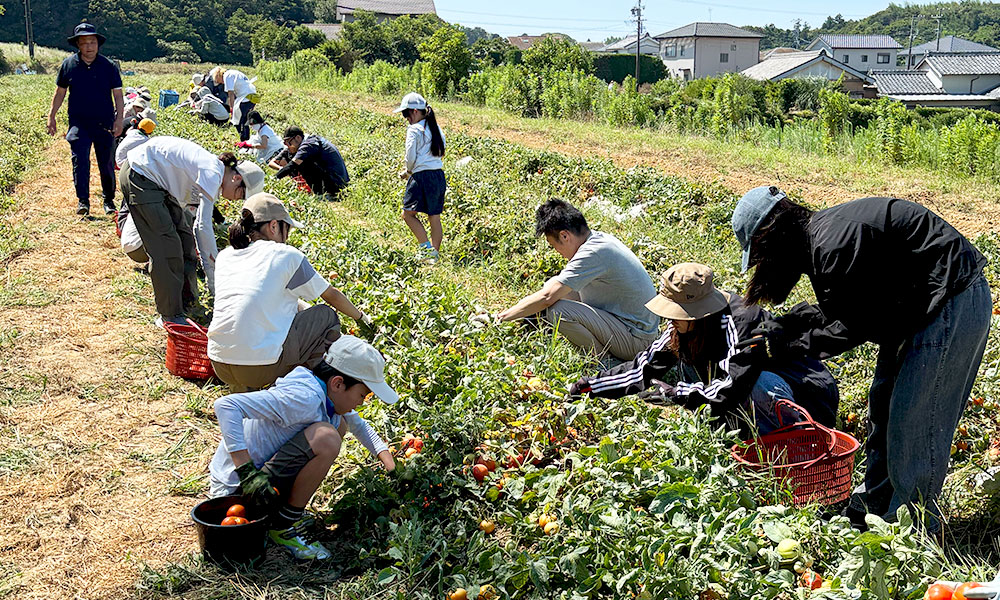 加工用トマトを収穫する人たち