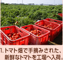 1.トマト畑で手摘みされた、新鮮なトマトを工場へ入荷。